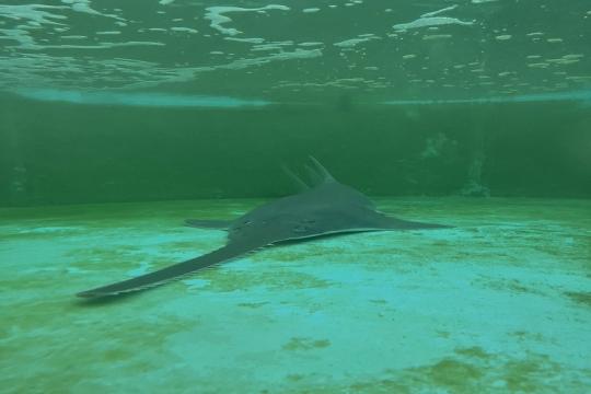 Sawfish rescue, Florida Keys, Photo Credit: Mote Marine Lab