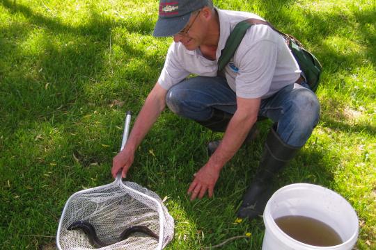 Eric catches an American eel for an educational event about migratory fish. (Photo: Samuel Coulbourn)