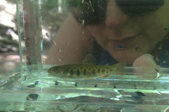 Brook trout smolt in aquarium.