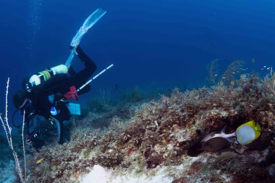 A SCUBA diver swims along a coral reef with a writing slate and measuring device, reef fish swimming across the field of view
