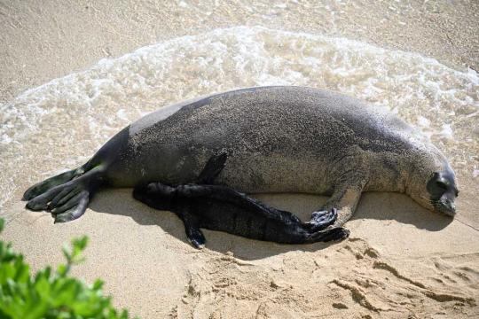 A rainbow-shaped wave of water ebbs away into an arc around a  Hawaiian monk seal mom laying on a sandy beach as her newborn pup  lays next to her resting its head on its mom.