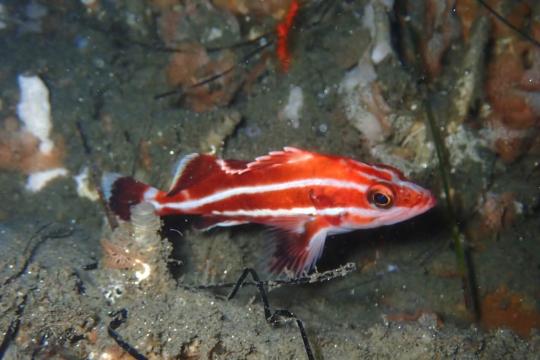 Juvenile Yelloweye Rockfish swimming under water