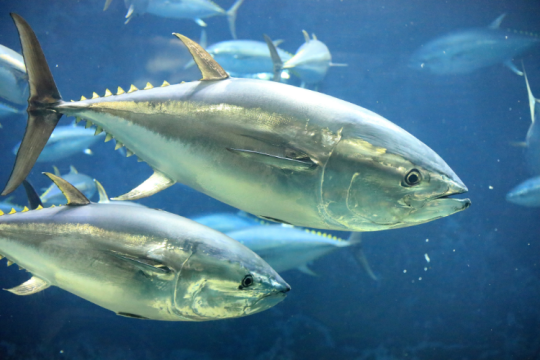 A school of silvery Pacific bluefin tuna swim underwater, lit from above.