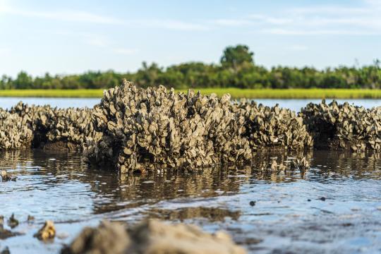 Oyster reef (Credit: Adobe Stock)