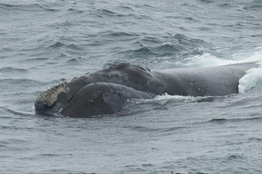 Top of whale seen from a vessel
