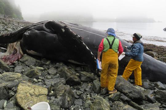 Humpback whale stranded on a rocky beach