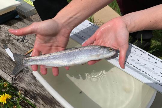 Research holding a salmon smolt