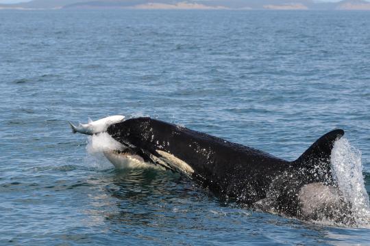 Orcas capturing a salmon