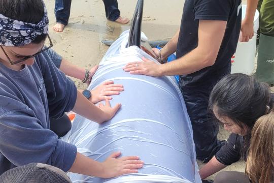 Responders pressing a moist cloth on a stranded killer whale