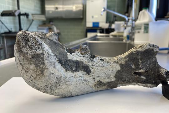 An old gray jawbone about the length of an adult forearm sits upon a table in a lab.