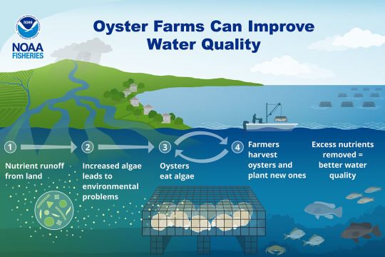 "Oyster farms can improve water quality", a five step process in which nutrient runoff from land increases algae leading to environmental problems. Oysters eat the algae, and then farmers harvest oysters and plant new ones. Finally, excess nutrients are removed, leading to better water quality.