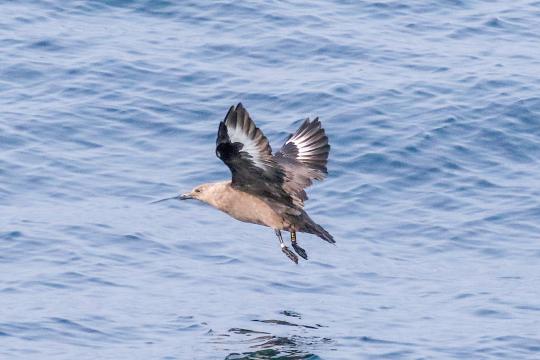 A gray gull-like seabird flies just above the surface of the ocean.