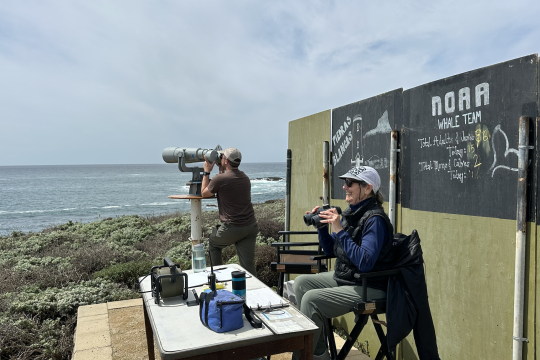Photo of two marine mammal observers looking for mother-calf gray whales at Piedras Blancas using binoculars.