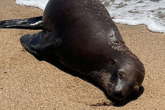 Deceased sea lion on a beach