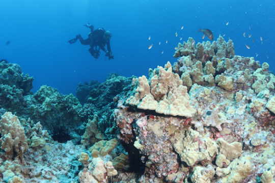 Healthy coral reef with fishes in the foreground, a diver conducts a survey in the background.