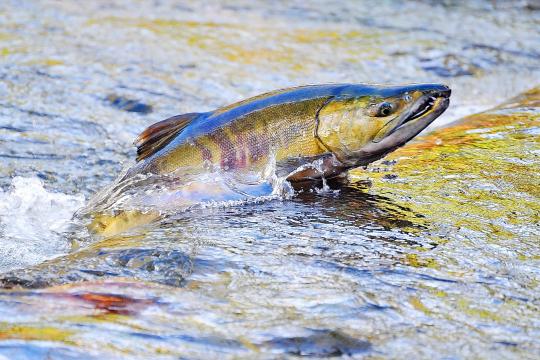Photo of a chum salmon swimming upstream to spawn in Washington.