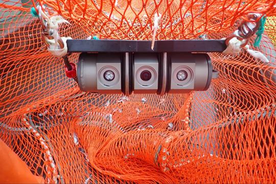 Looking inside the webbing of an orange trawl net. In the center hangs a scientific camera used to collect video footage to test the effectiveness of the bycatch reduction device in the net.