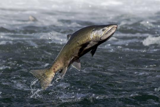 Salmon jumping out of water.