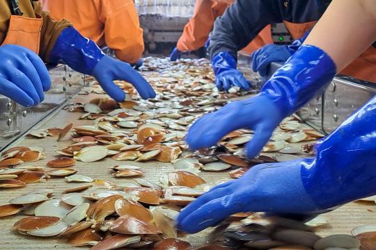 Close up of three pairs of blue rubber-gloved hands sort catch on a conveyor belt. Most of the catch they are sorting are Atlantic sea scallops ranging from white to a pumpkin orange in color and smaller than the diameter of a baseball.