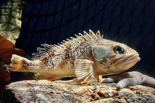 A pinkish-beige mottled fish rests on top of a rock in an aquarium