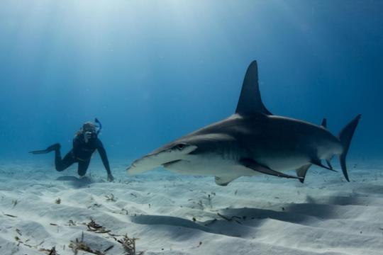 A woman in a wet suit swims near a hammerhead shark just above the sandy ocean floor.