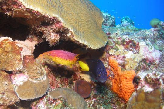 Flower Garden Banks Reef Scene