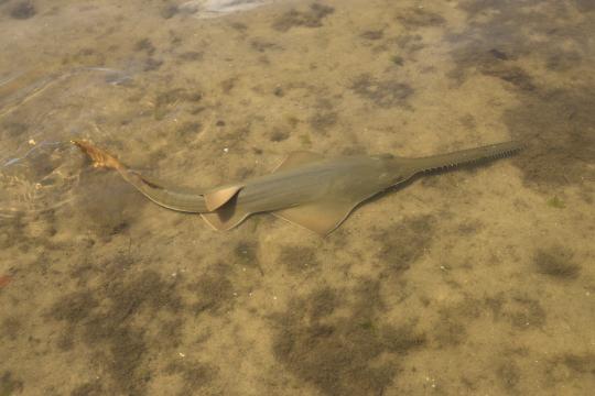 A small, flattened, elongated ray-like fish with a long tootled snout rests in the water on a muddy bottom