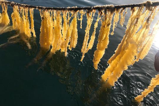 Ribbon kelp on a rope hanging on a rope. 