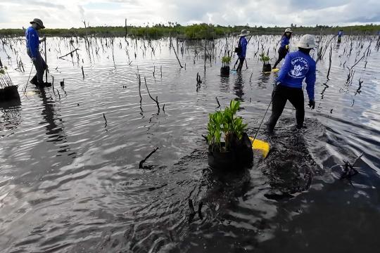 Several people in blue long-sleeve BoriCorps shirts and sunhats wade through shallow water, dragging mangrove plants.