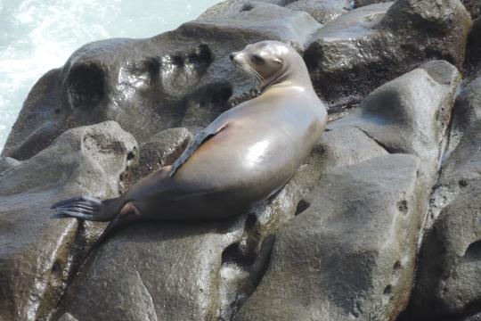 California Sea Lion laying on large rocks
