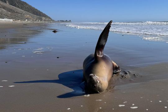 A sea lion on a beach twisted on its side