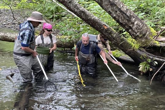 four people in waders and hats standing in s stream about knee deep in water holding long poles as they are elecrofishing for salmon. One person holds a bucket. 