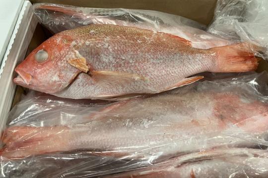 Illegal Brazilian red snapper imported from Brazil.