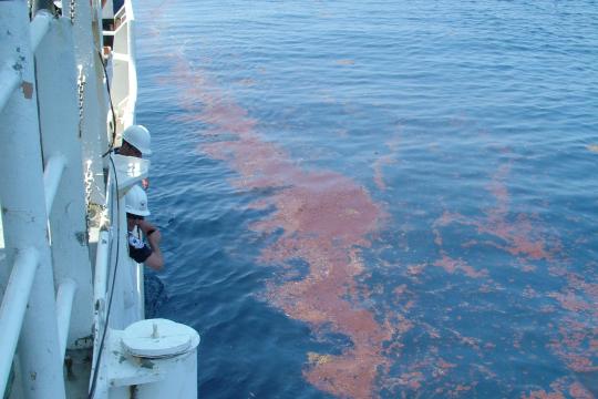 People in hard hats peer over the side of a large white ship at blue water stained with reddish brown oil 