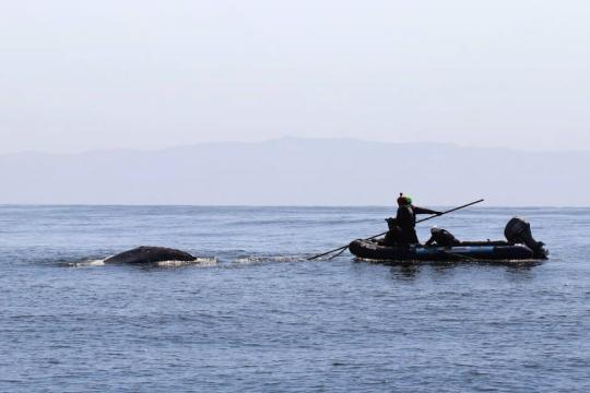 Responders aboard an inflatable boat trailing and entangled whale