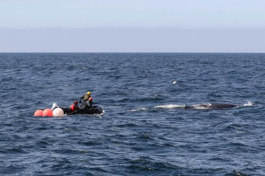 Responders aboard an inflatable boat trailing an entangled humpback