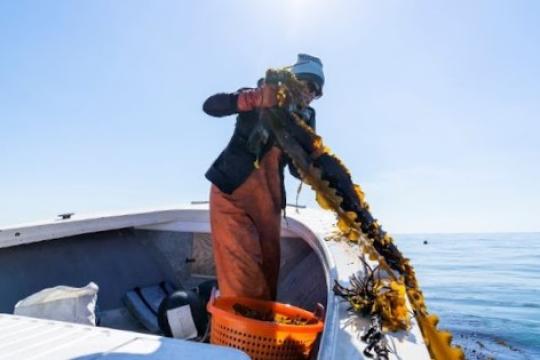 Woman in orange waders pulls long kelp out of the water from a boat on a sunny day.