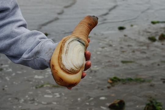 A person in a gray sweatshirt holding a large geoduck clam on the beach.