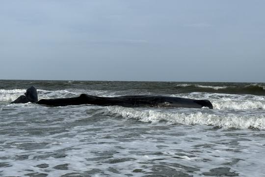 Sperm whale along the shoreline in Hilton Head, SC