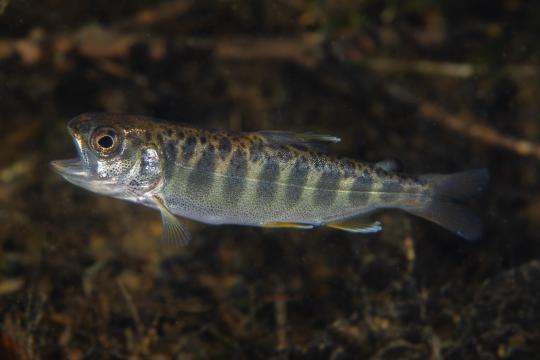 young Chinook salmon swimming in river