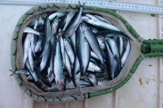 Looking down a dip net full of silvery juvenile salmon.