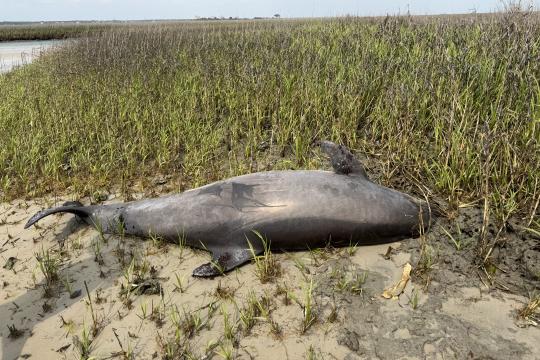 Stranded bottlenose dolphin in North Carolina marsh.