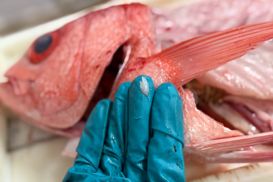A person wearing a glove holds a fish otolith in front of a red fish, showing the small ear bone used for age and growth analysis.