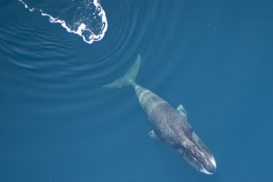 bowhead whale