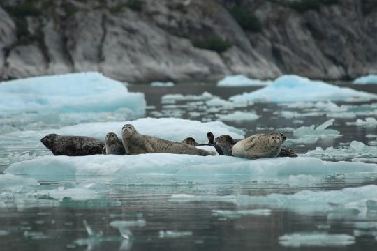 Alaska harbor seals and their pups rest on ice