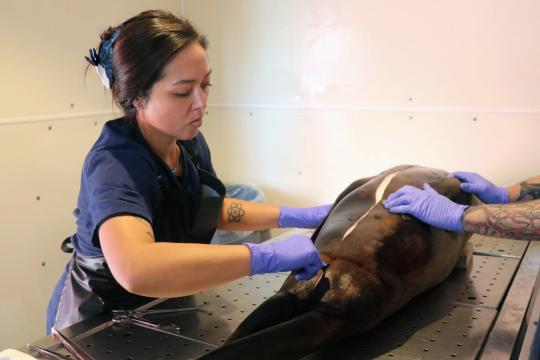 Person cutting into a deceased seal lion on an examination table