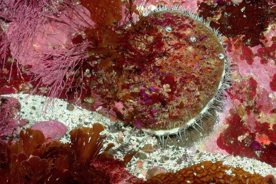 white_abalone photo david witting NOAA.jpg