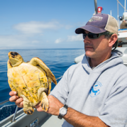 Jeff Seminoff holding juvenile sea turtle.