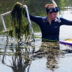 Rebecca Golden waist deep in water holding and measuring sea grass.