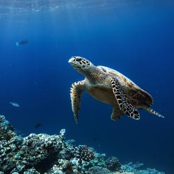 Sea turtle swimming over a coral reef with open ocean behind it